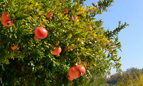 agriturismo_la_rossa_morsasco_piemonte_5